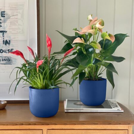Flowering Potted House Plant Bundle Earthenware Blue