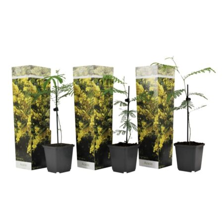 Følsom plante - Sæt med 3 - Mimosa dealbata - Højde 25-40cm - ⌀9cm