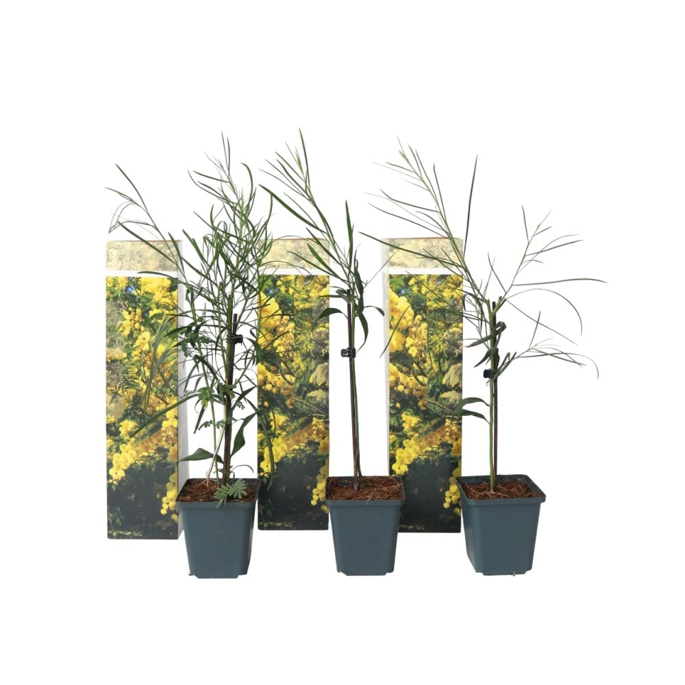 Følsom plante - Sæt med 3 - Mimosa dealbata - Højde 25-40cm - ⌀9cm Følsom plante - Sæt med 3 - Mimosa dealbata - Højde 25-40cm - ⌀9cm