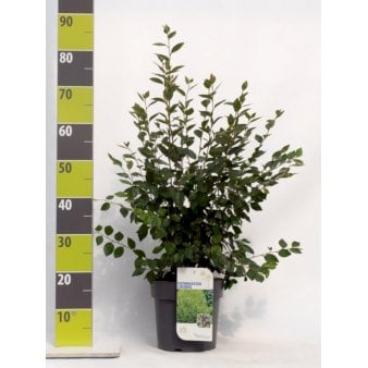 Glansdværgmispel Potte 4,0 liter,- 50-60 cm.