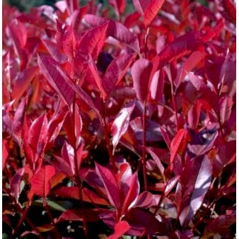 Glansmispel 'Red Robin' Potte 2,0 liter,- 30-40 cm.