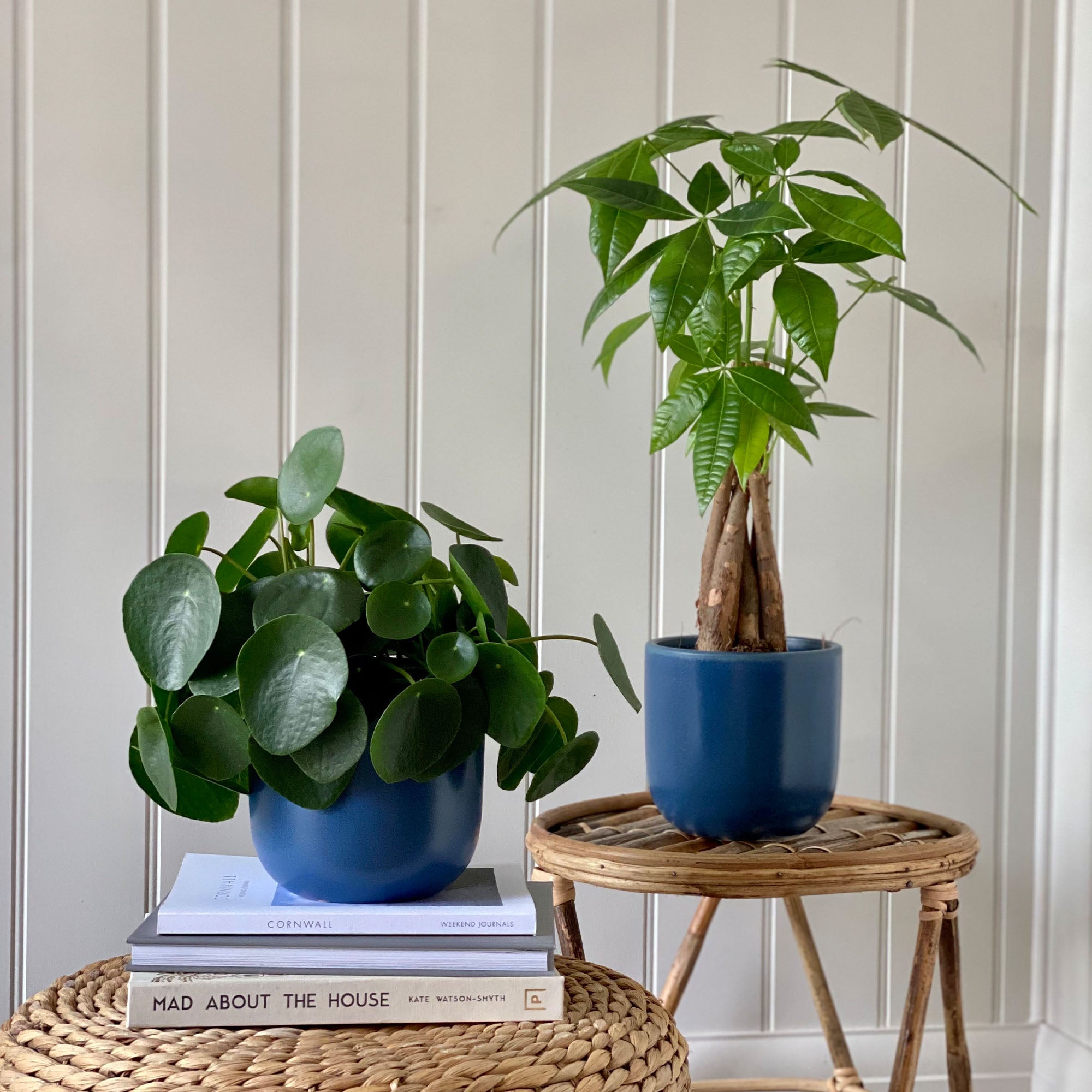 Good Fortune Potted House Plant Bundle Earthenware Blue Good Fortune Potted House Plant Bundle Earthenware Blue