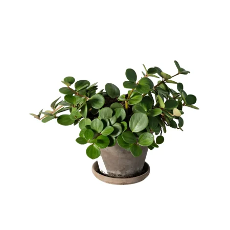 Grøn plante i keramik m/underskål, Ø13 cm potte