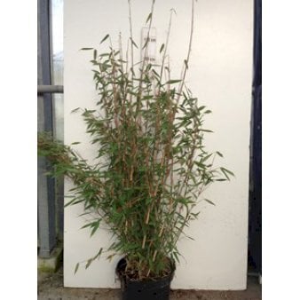 Gul Bambus 'Jumbo' 10 liter potte