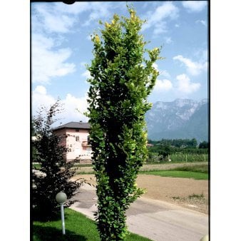 Gul Søjlebøg 'Dawyck Gold' Potte 10 liter 150-175 cm. Gul Søjlebøg 'Dawyck Gold' Potte 10 liter 150-175 cm.