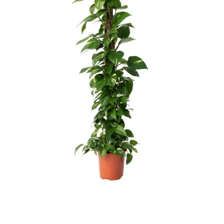 Guldranke, Epipremnum pin. 'Mosstok' H 150 cm, Ø27 cm potte