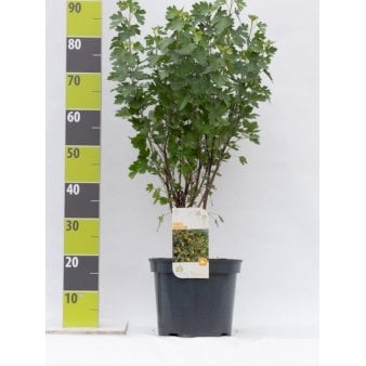 Guldribs Potte 7,5 liter 80-100 cm.