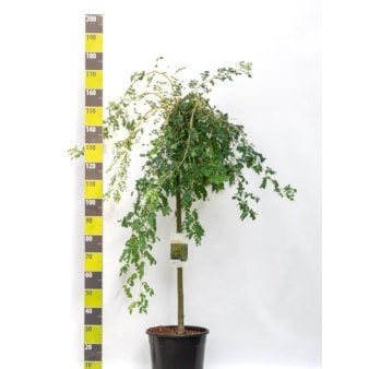 Hænge-Ærtetræ Opstammet 120 cm. 20 liter potte, stammeomkreds 8-10 cm.
