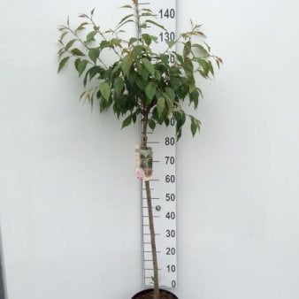 Hængende Japansk Kirsebær 'Kiku-Shidare-Sakura' Opstammet 90 cm. 7,5 liter potte