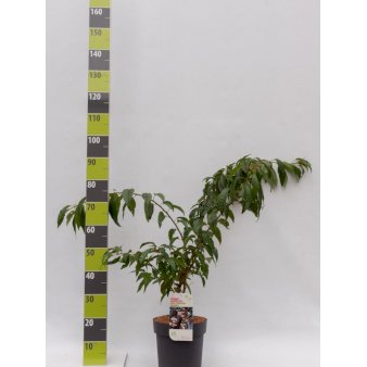 Hængende Japansk Kirsebær 'Kiku-Shidare-Sakura' Potte 6,5 liter 80-100 cm.