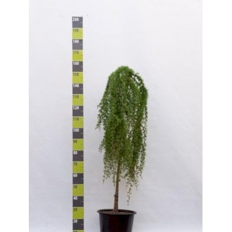 Hængende Japansk Lærk 'Stiff Weeping' Opstammet 120 cm. 20 liter potte, stammeomkreds 8-10 cm.