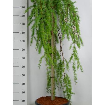 Hængende Japansk Lærk 'Stiff Weeping' Opstammet 120 cm. 25 liter potte