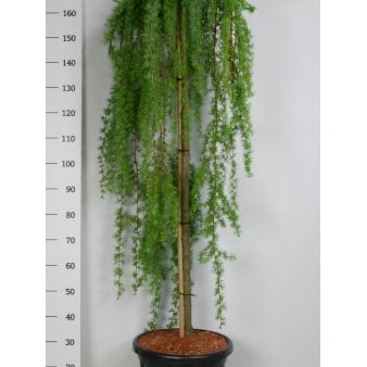 Hængende Japansk Lærk 'Stiff Weeping' Opstammet 150 cm. 25 liter potte
