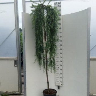 Hængende Japansk Lærk 'Stiff Weeping' Opstammet 180 cm. 12 liter potte