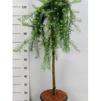 Hængende Japansk Lærk 'Stiff Weeping' Opstammet 60 cm. 12 l. potte