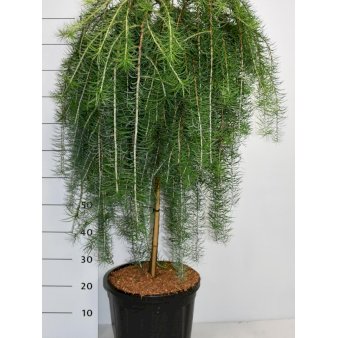 Hængende Japansk Lærk 'Stiff Weeping' Opstammet 90 cm. 18 liter potte