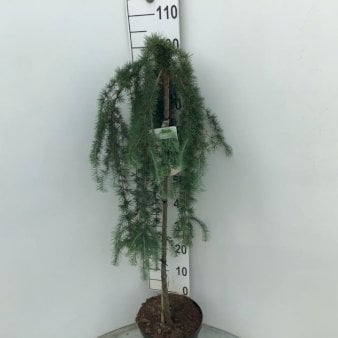 Hængende Japansk Lærk 'Stiff Weeping' Opstammet 90 cm. 7,5 liter potte