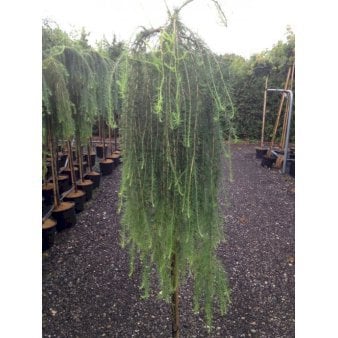 Hængende Japansk Lærk 'Stiff Weeping' Opstammet,- Potte 12 liter,- 150 cm. stamme