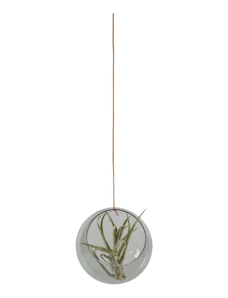 Hanging Plant Bubble Studio About