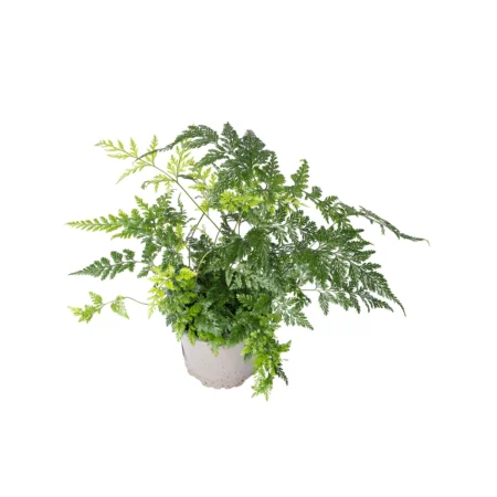 Hare fod, Davallia delicata H25 cm, Ø11 cm potte