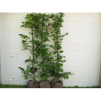 Herkules Avnbøg Modulhæk 1 m (4-5 planter). - 40 liter min. 80 cm. høje