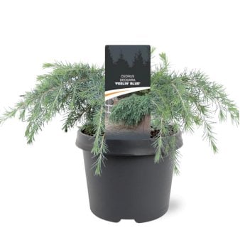 Himalaya Ceder 'Feeling Blue' Potte 3,0 liter,- 20-25 cm.