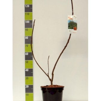 Hjortetakstræ 'Dissecta' Potte 7,5 liter 80-100 cm.