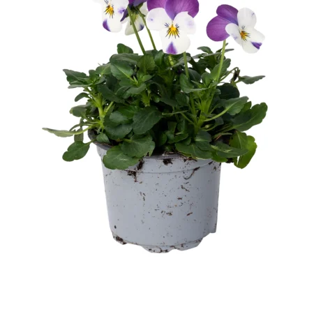Hornviol, Viola Cornuta mix, 9 cm potte