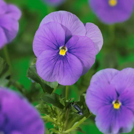 Hornviol, Viola cor. 'Blue Perfection', 11 cm potte