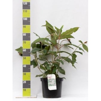 Hortensia Potte 12 liter,- 80-100 cm.