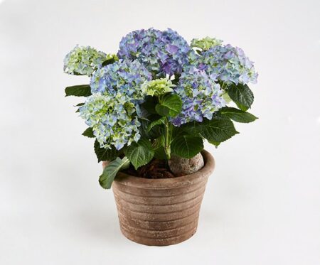 Hortensia i udendørs krukke - Send blomster med Bloomit