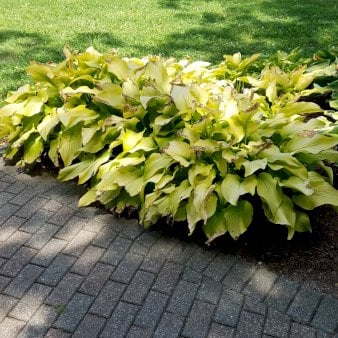 Hosta 'Coast to Coast' 2 liter potte