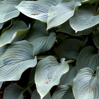 Hosta 'Diamond Lake' 2 liter potte