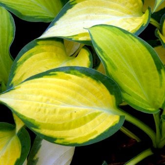 Hosta 'Happy Dayz' 2 liter potte