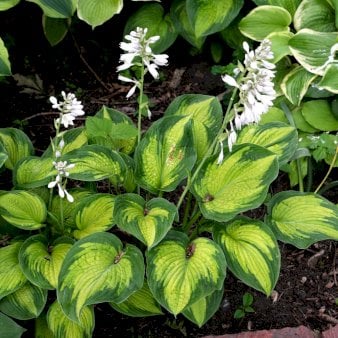 Hosta 'Hudson Bay' 2 liter potte