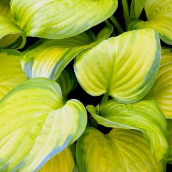 Hosta 'Stained Glass' 1 liter potte