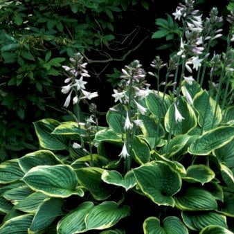 Hosta 'Wu-La-La' 1 liter potte