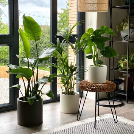 Hosting Trio Potted House Plant Bundle MultiColoured