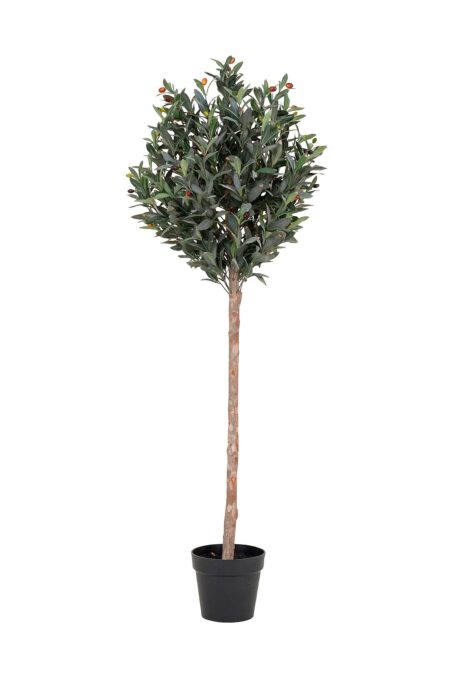 House Nordic - Oliventræ - Grøn - Planter & blomster - - Homeroom