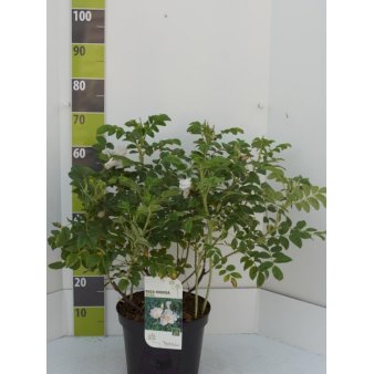 Hvid Hybenrose Potte 7,5 liter 60-70 cm.