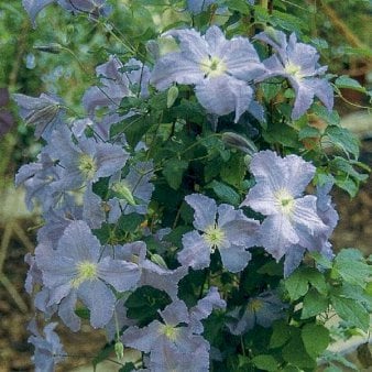 Italiensk Skovranke 'Blue Angel' Potte 2,0 liter,- 40-60 cm.