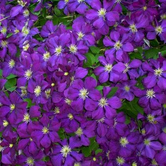 Italiensk Skovranke 'Blue Belle' Potte 2,0 liter,- 40-60 cm.