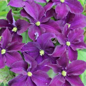 Italiensk Skovranke 'Viola' Potte 2,0 liter,- Opbundet