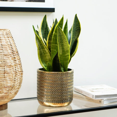 Ivyline Solis Embossed Planter in Gold