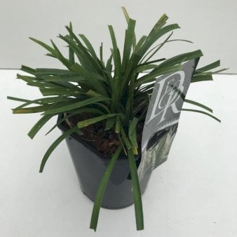 Japansk Skilla 'Monroe White' 2 Liter potte