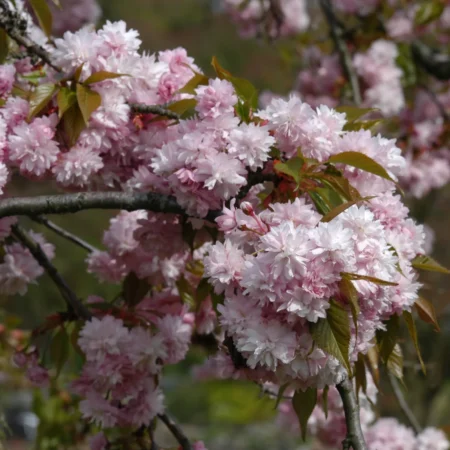 Japansk hængekirsebær, opstammet, Prunus 'Kiku-shidare-zakura', 15 liter potte, 150 cm