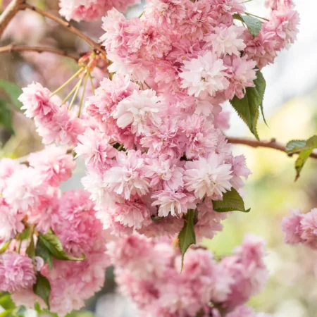 Japansk hængekirsebær, opstammet, Prunus ser. 'Kiku Shidare Zakura', 35 liter potte, 180-200 cm