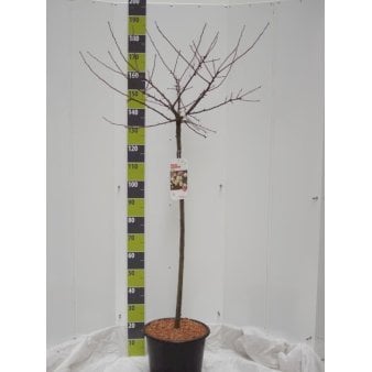 Japansk paradisæble 'Tina' Opstammet 120 cm. 18 liter potte