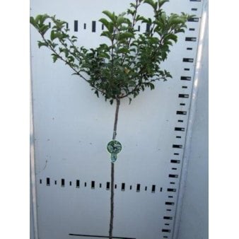 Japansk paradisæble 'Tina' Opstammet 120 cm. 7,5 liter potte