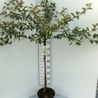 Japansk paradisæble 'Tina' Opstammet 80 cm. 7,5 liter potte